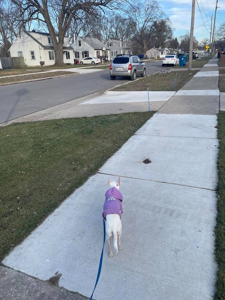 Walking dog on sidewalk